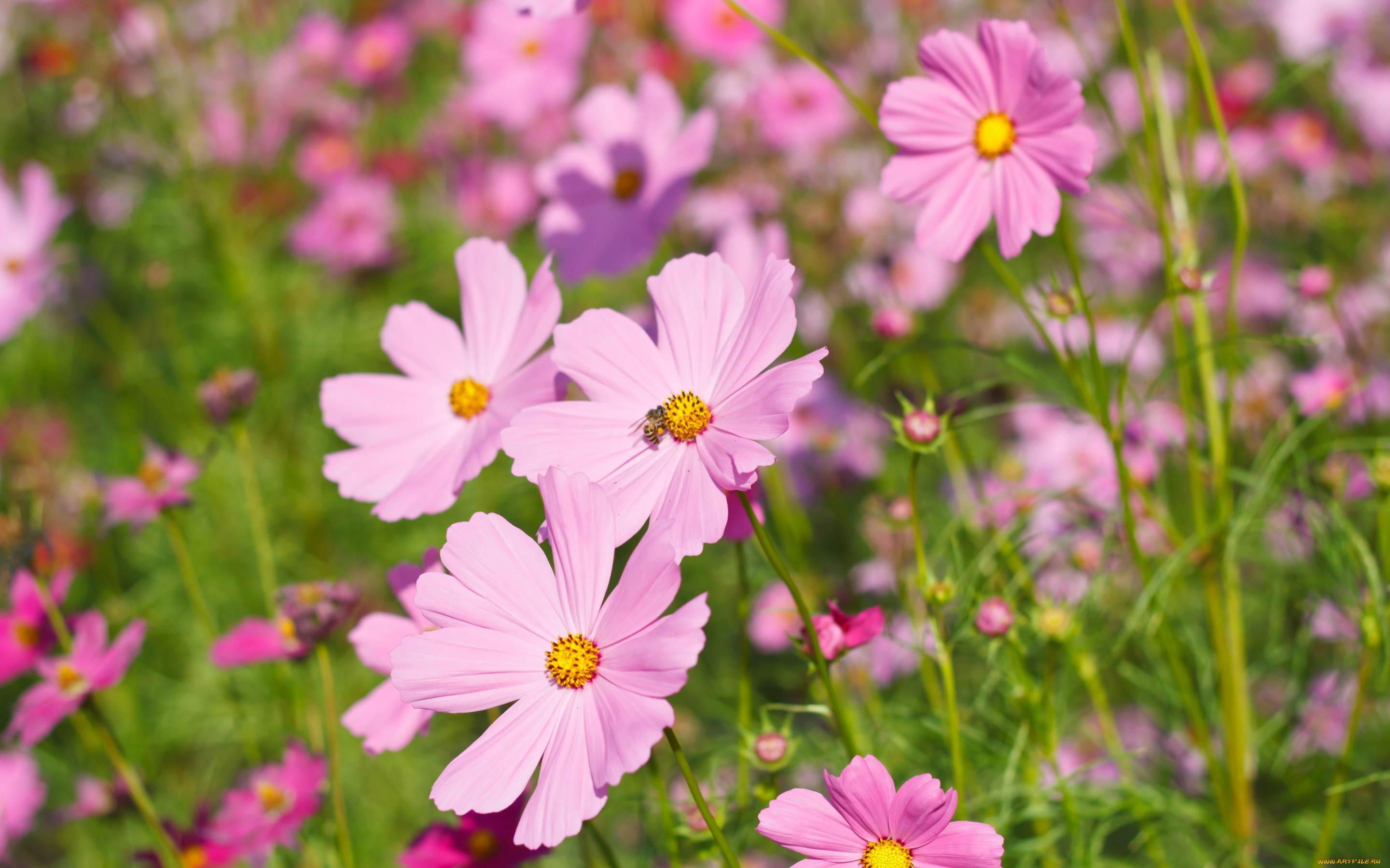 , , cosmos, colorful, , , meadow, field, summer, , pink, , flowers